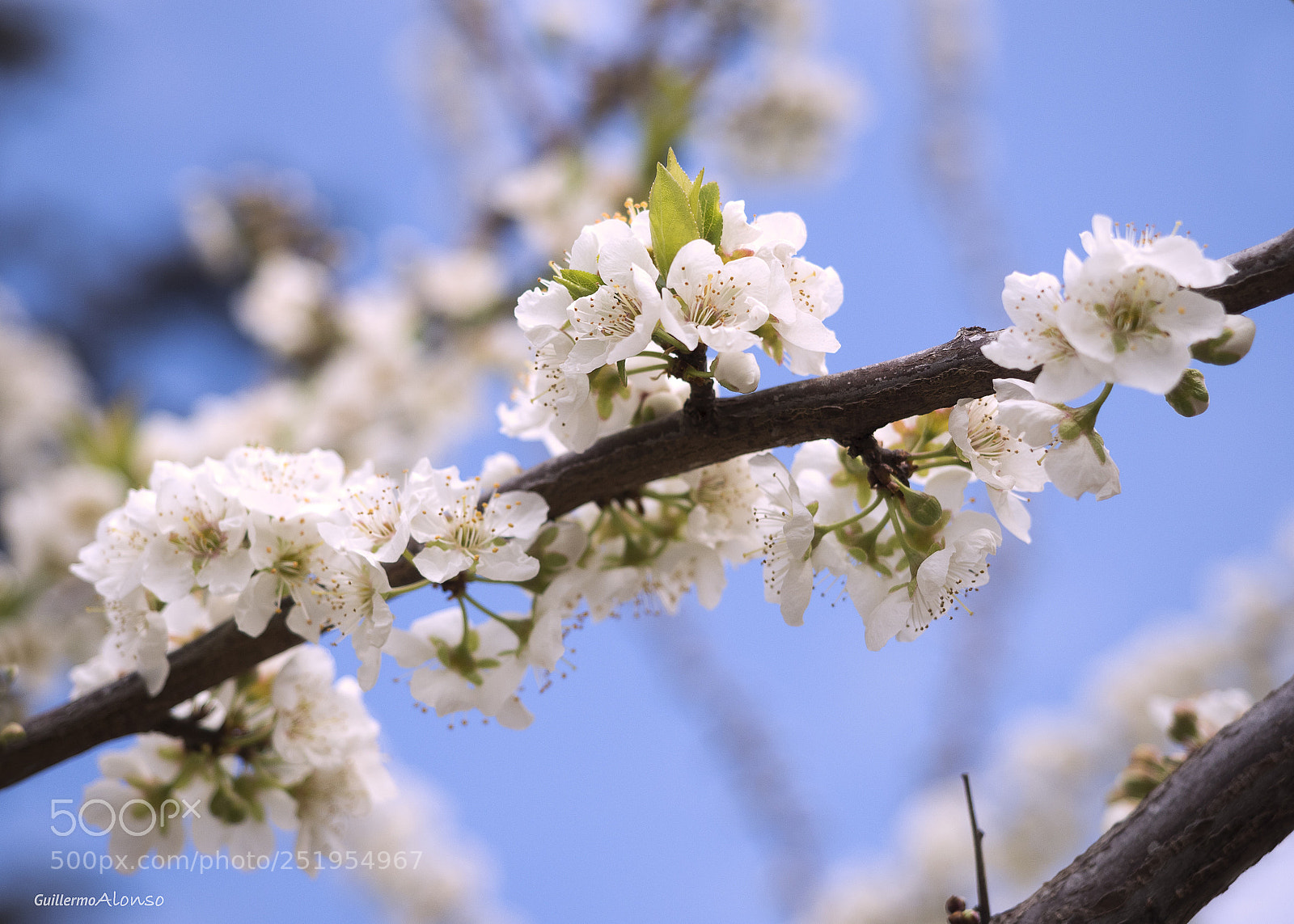 Olympus OM-D E-M1 Mark II sample photo. Spring photography