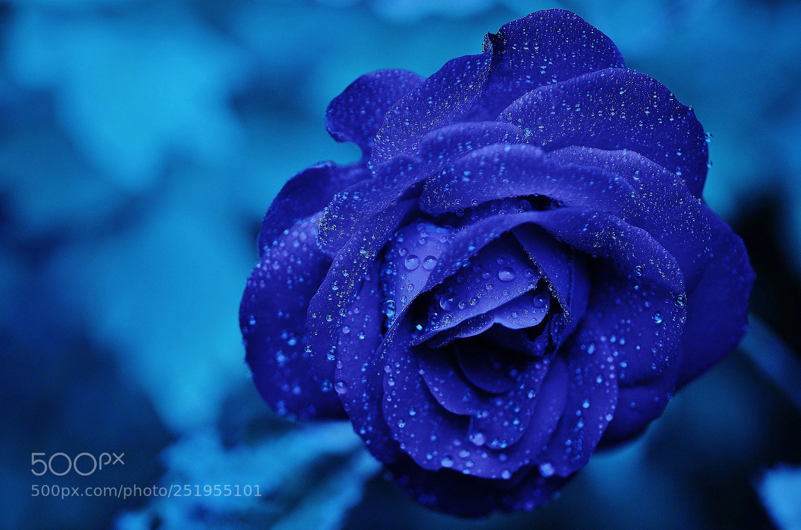 Nikon D7000 sample photo. Fl photography