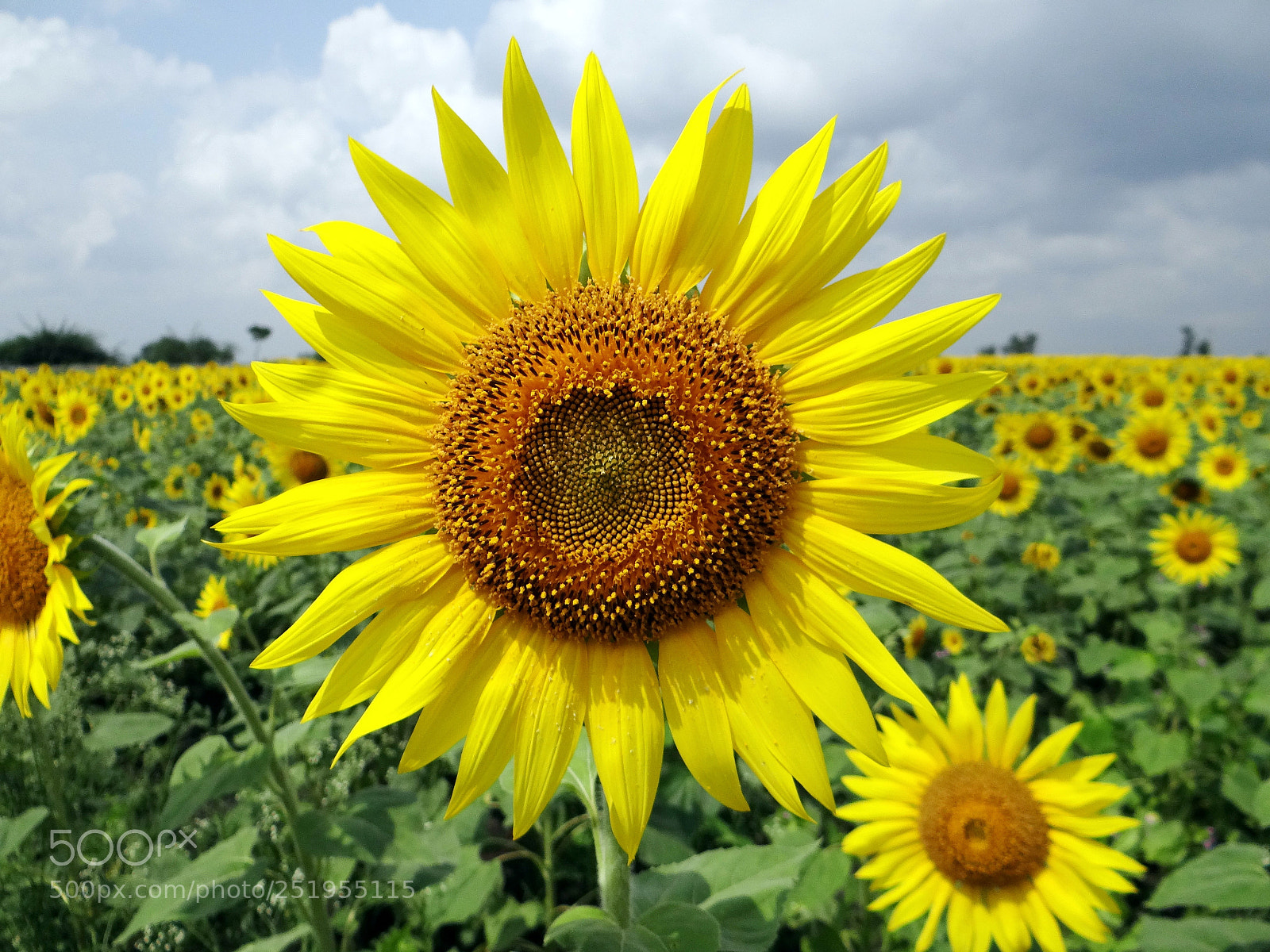 Sony DSC-HX200V sample photo. Fl photography