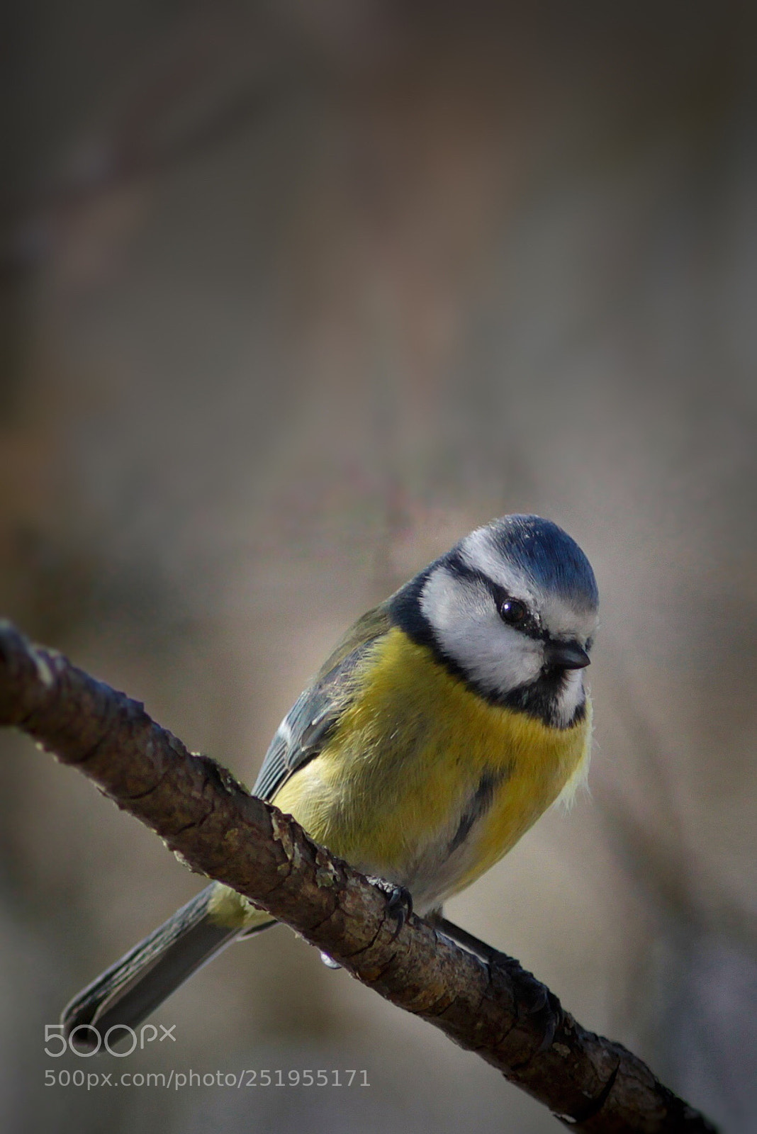 Canon EOS 50D sample photo. Untitled photography