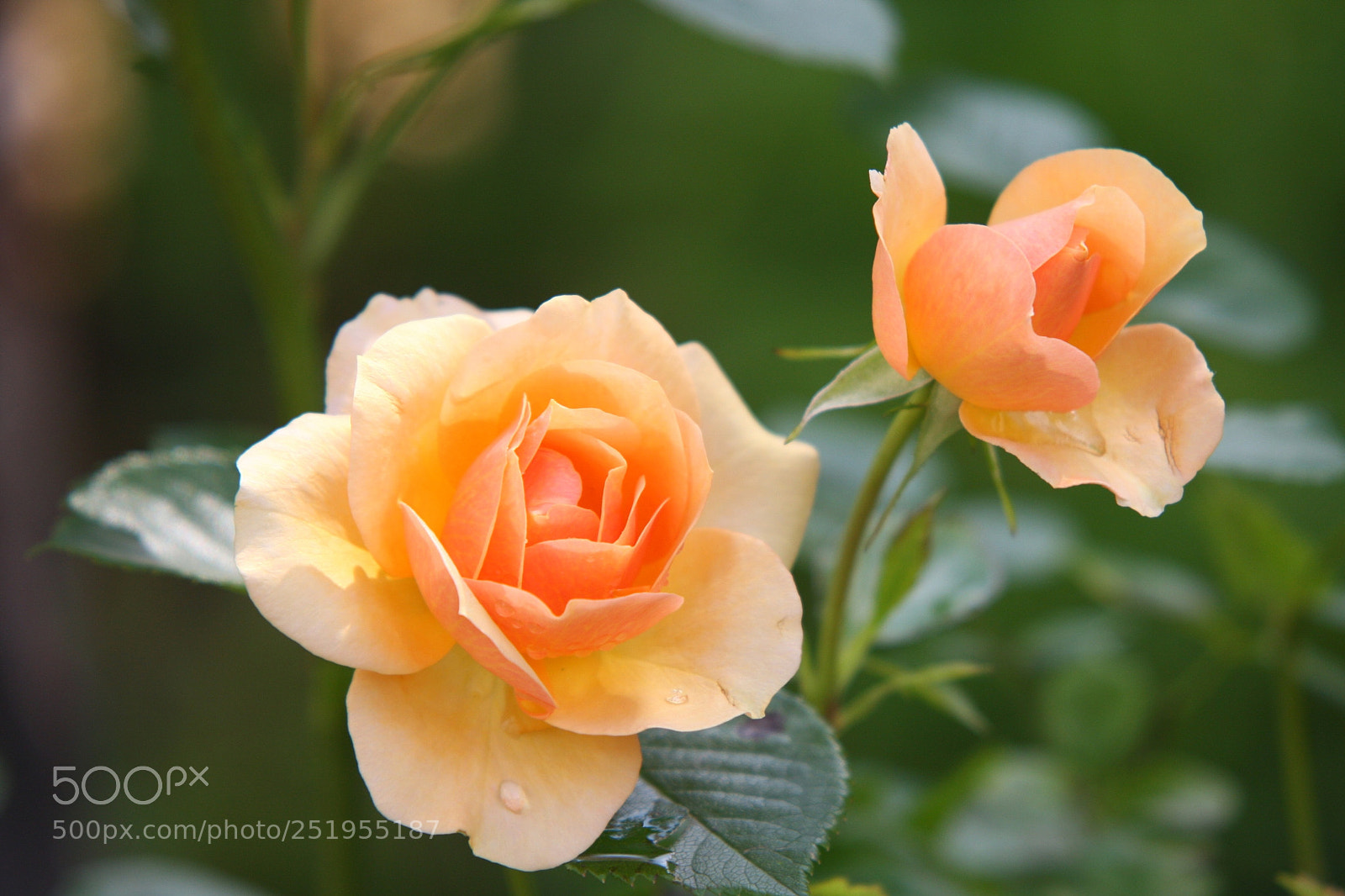 Canon EOS 40D sample photo. Fl photography