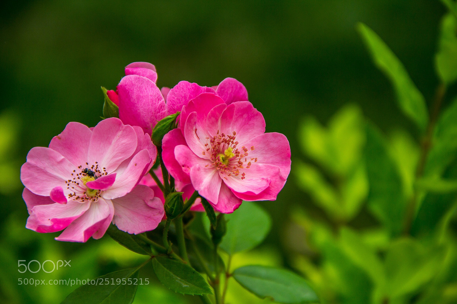 Canon EOS 60D sample photo. Fl photography