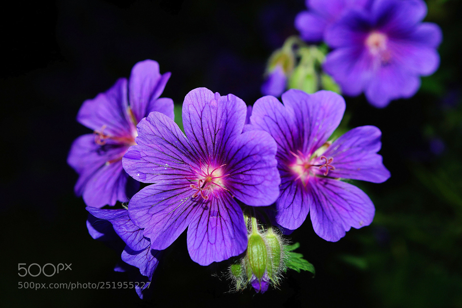 Sony SLT-A58 sample photo. Gorgeous flowers photography