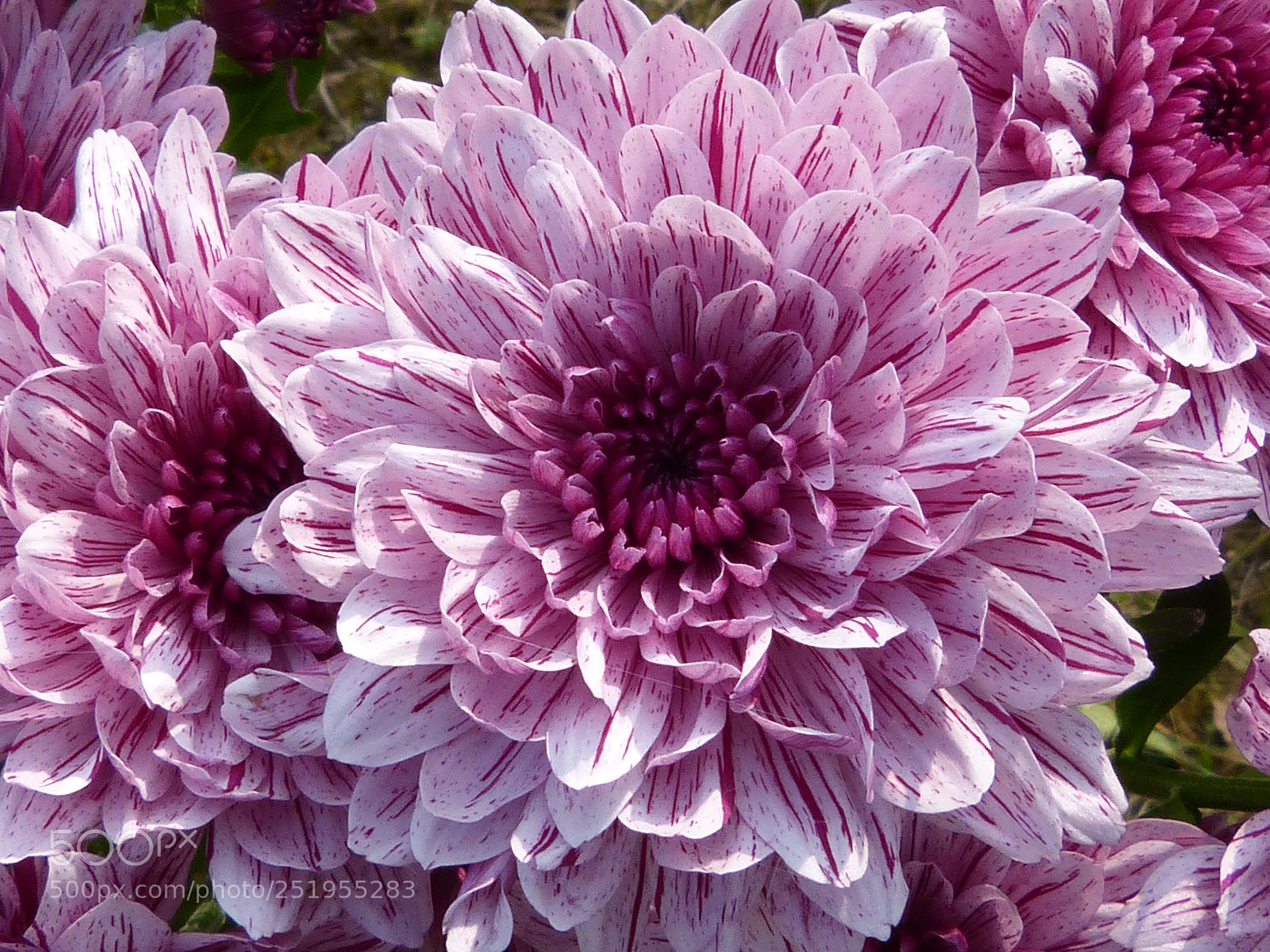 Panasonic DMC-FZ62 sample photo. Gorgeous flowers photography
