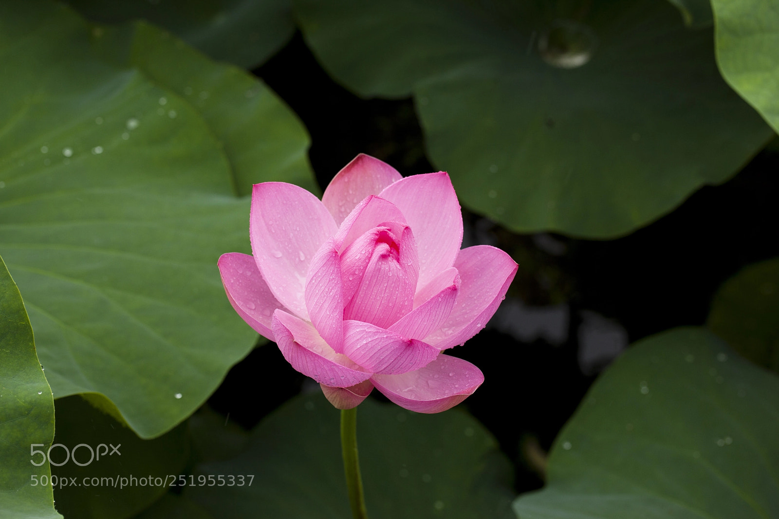 Canon EOS 5D Mark II sample photo. Gorgeous flowers photography