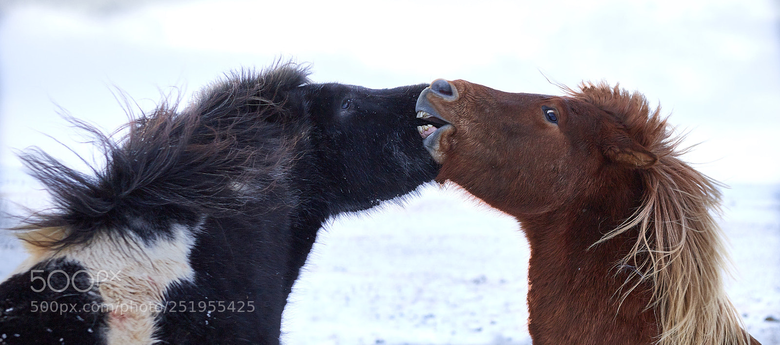 Canon EOS 6D Mark II sample photo. Fighting icelandic horses photography