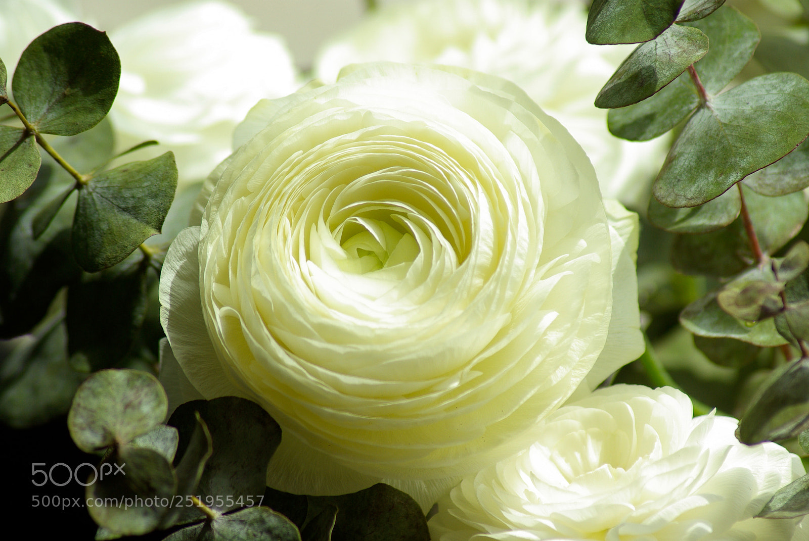 Pentax K10D sample photo. Gorgeous flowers photography