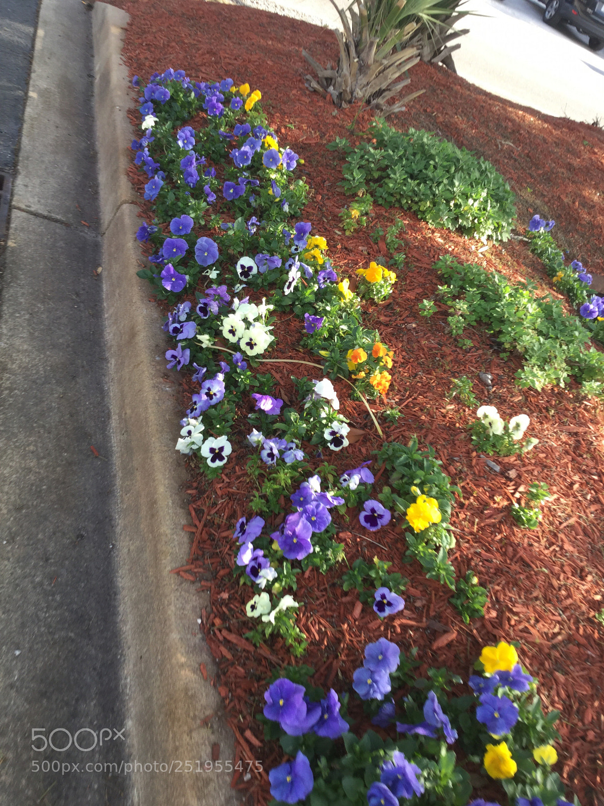 Apple iPod touch sample photo. Flowers photography