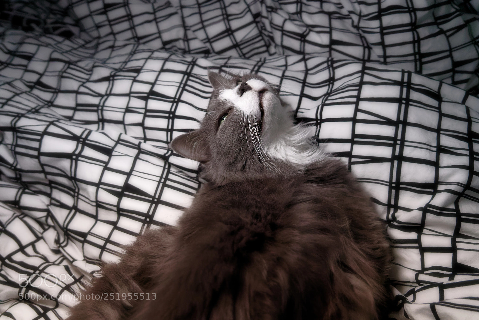 Sony a7R III sample photo. Sweet dreams are made photography