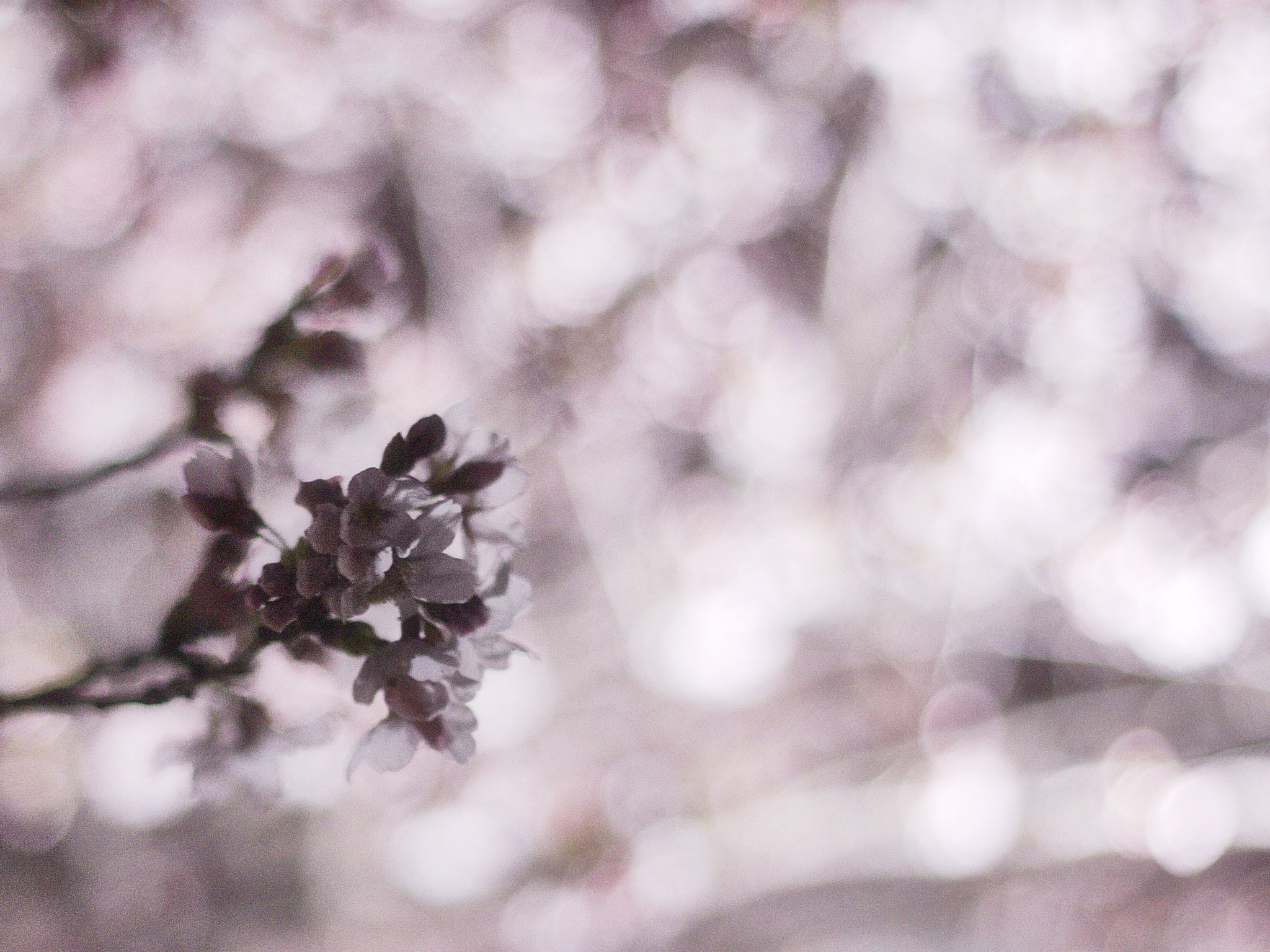 Canon EOS 450D (EOS Rebel XSi / EOS Kiss X2) sample photo. Cherry blossom shadows photography