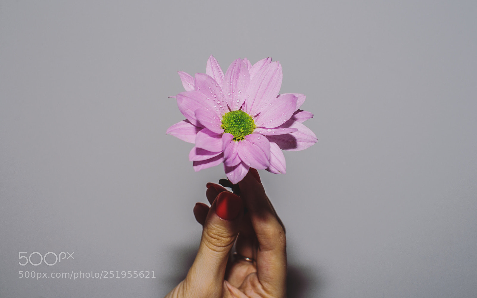 Nikon D610 sample photo. #flowerpower photography