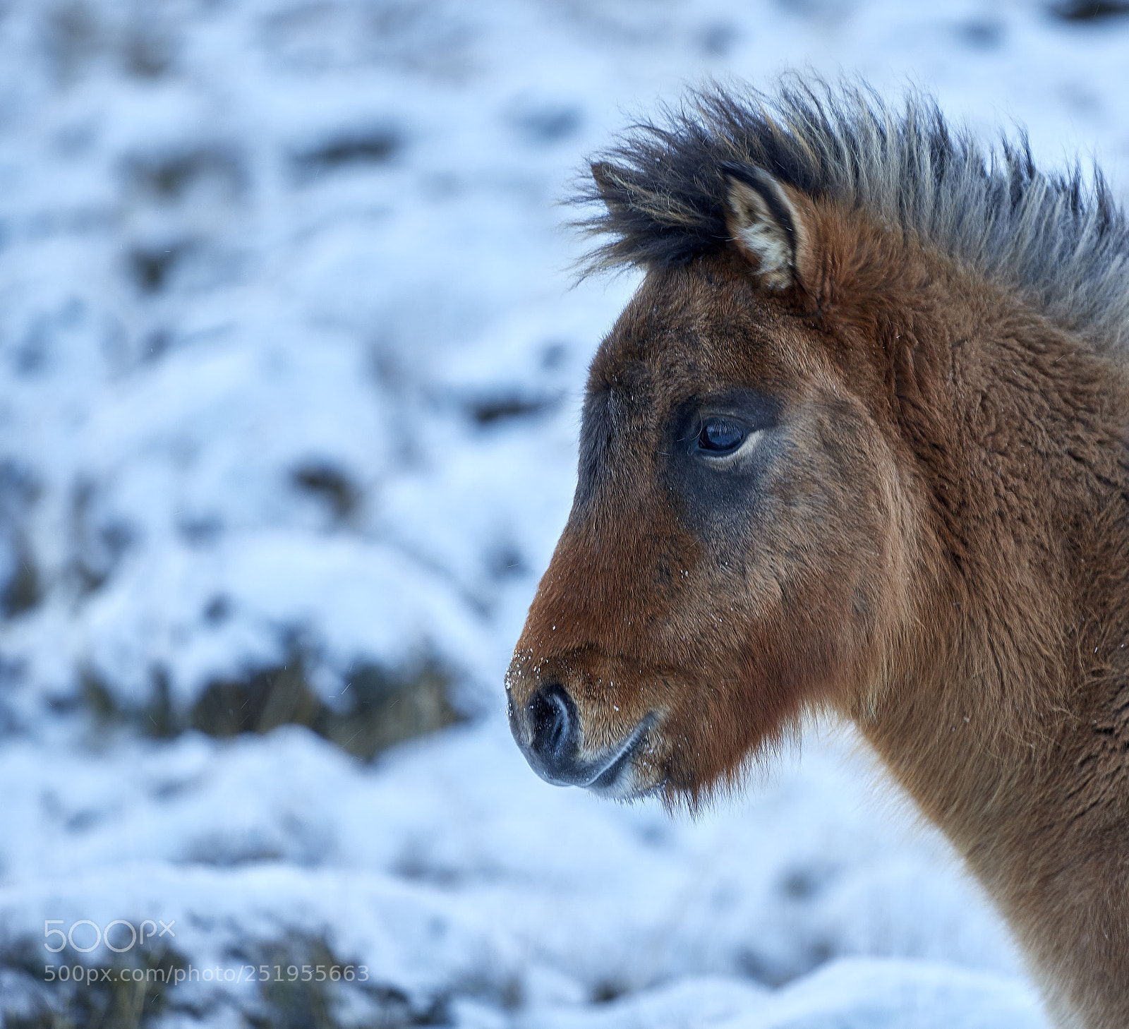 Canon EOS 6D Mark II sample photo. Young icelandic horse photography