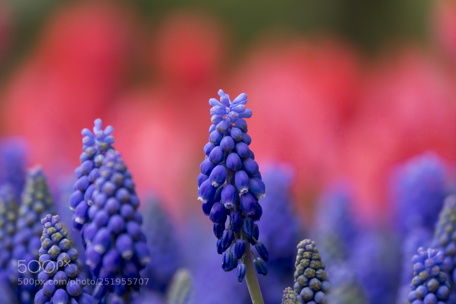 Sony a6000 sample photo. Blue photography