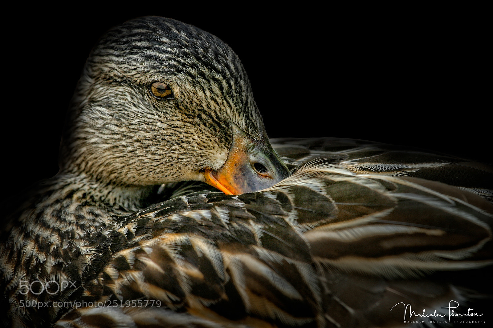 Canon EOS 10D sample photo. Resting mallard photography