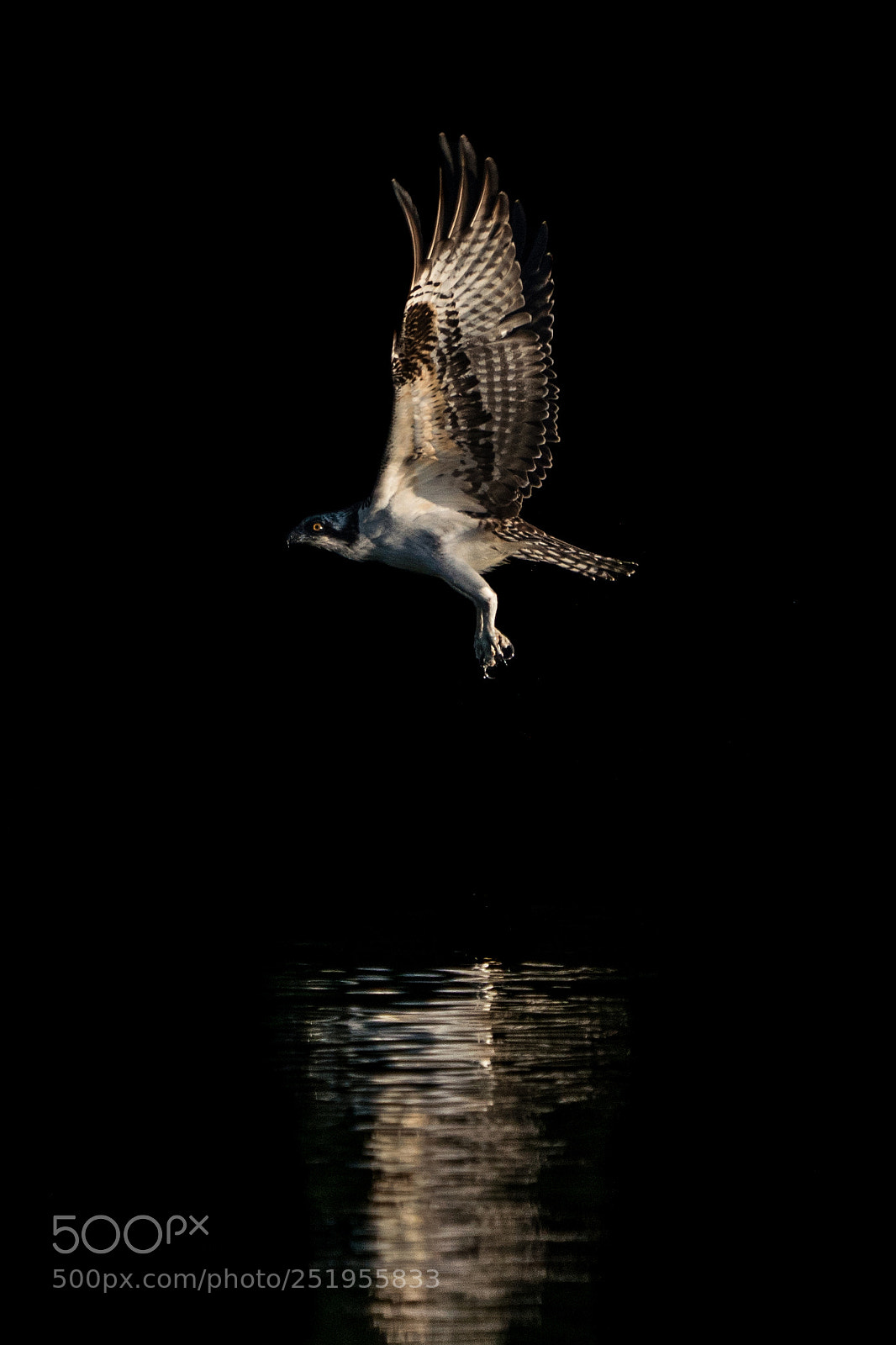 Sony a9 sample photo. Osprey in morning light photography