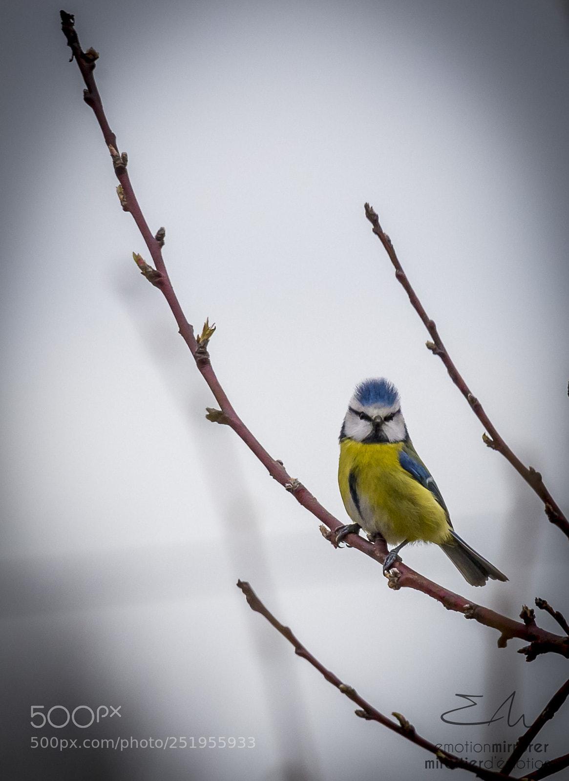 Nikon D4 sample photo. Mésange bleu photography