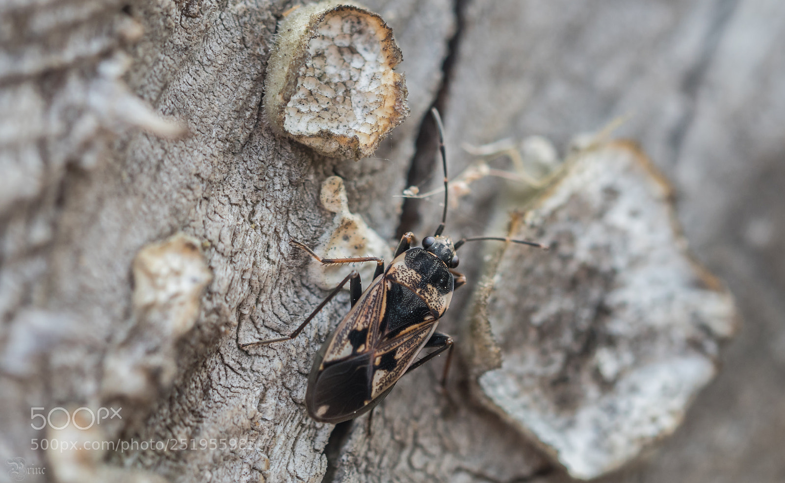 Olympus PEN-F sample photo. Beetle photography
