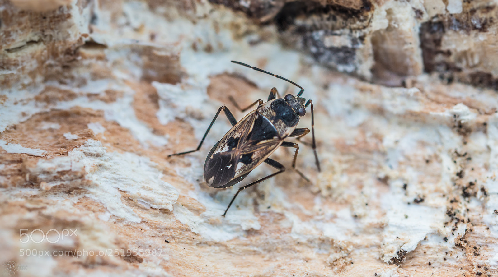 Olympus PEN-F sample photo. Beetle photography