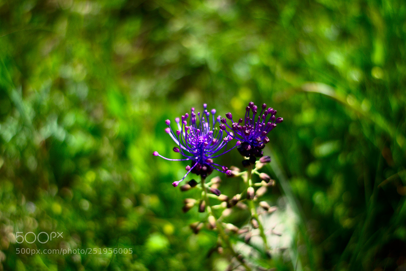 Nikon D5300 sample photo. Wildflower photography