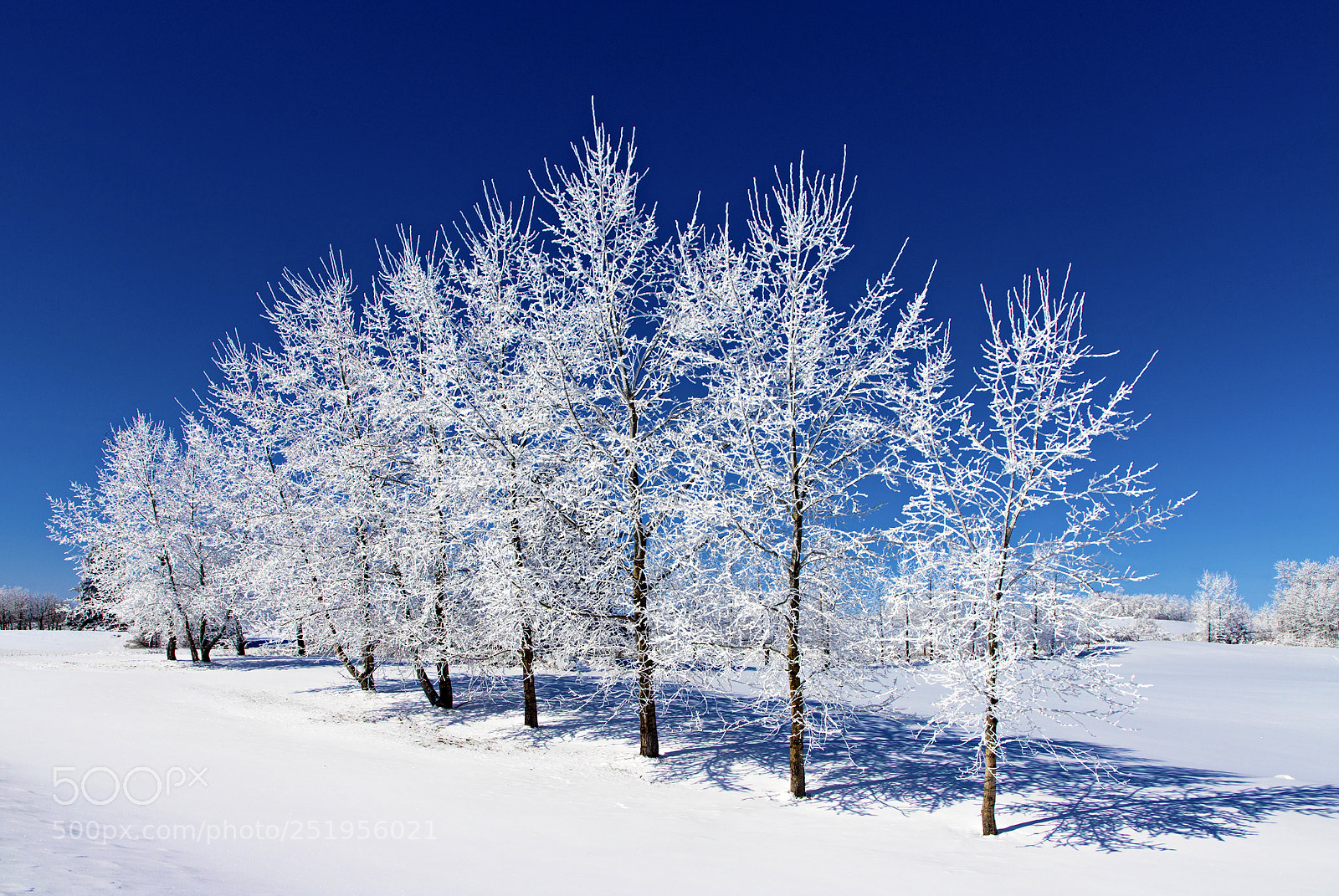 Canon EOS 6D Mark II sample photo. Frosted trees under the photography