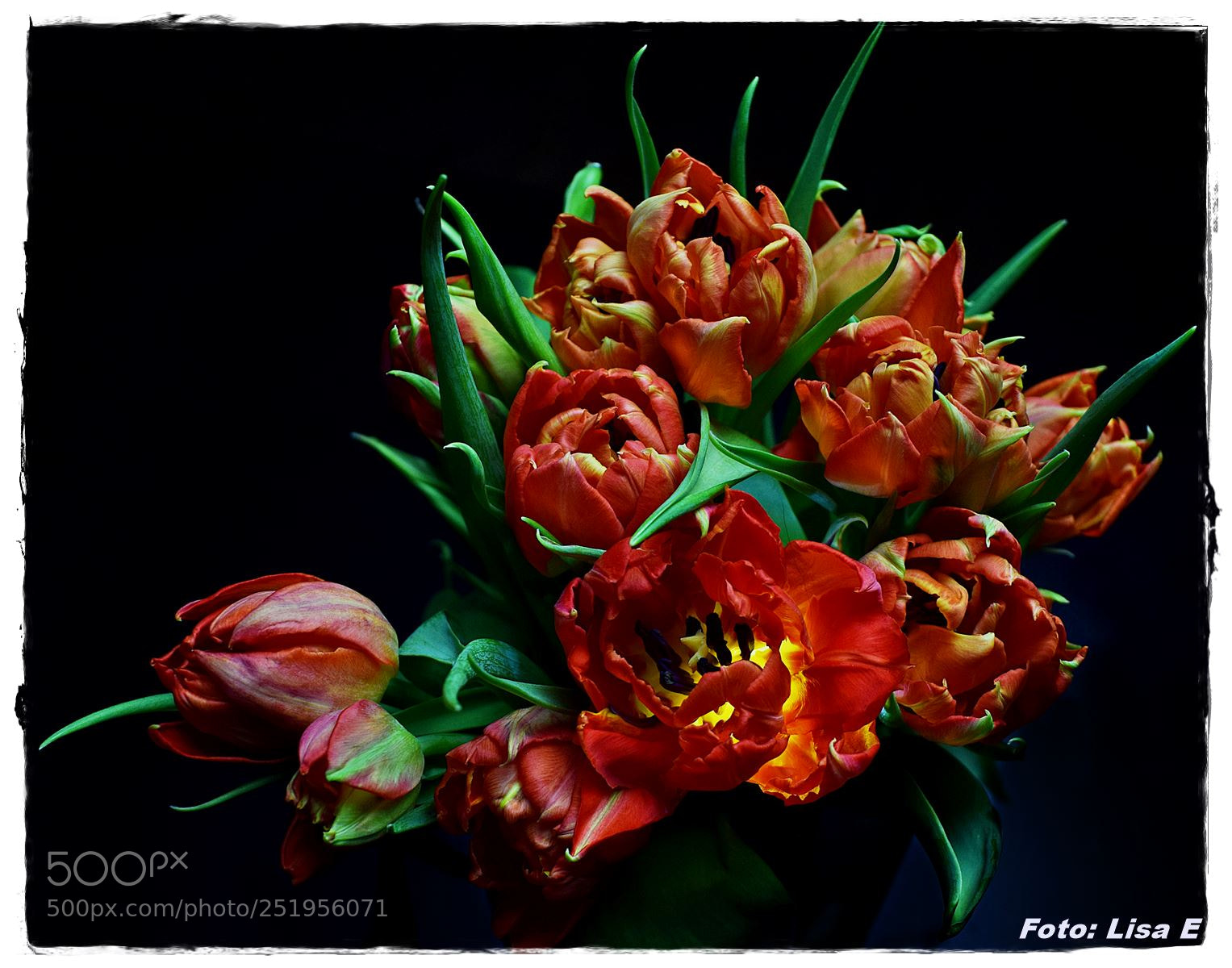 Nikon D3300 sample photo. Eastern tulips photography