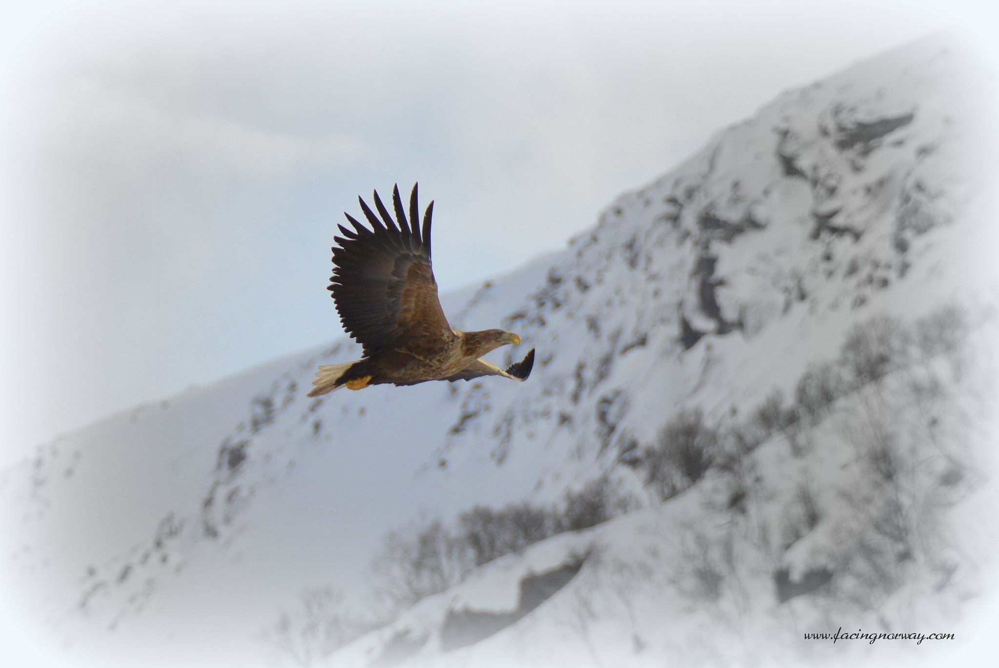 Nikon D3200 sample photo. The bird. photography