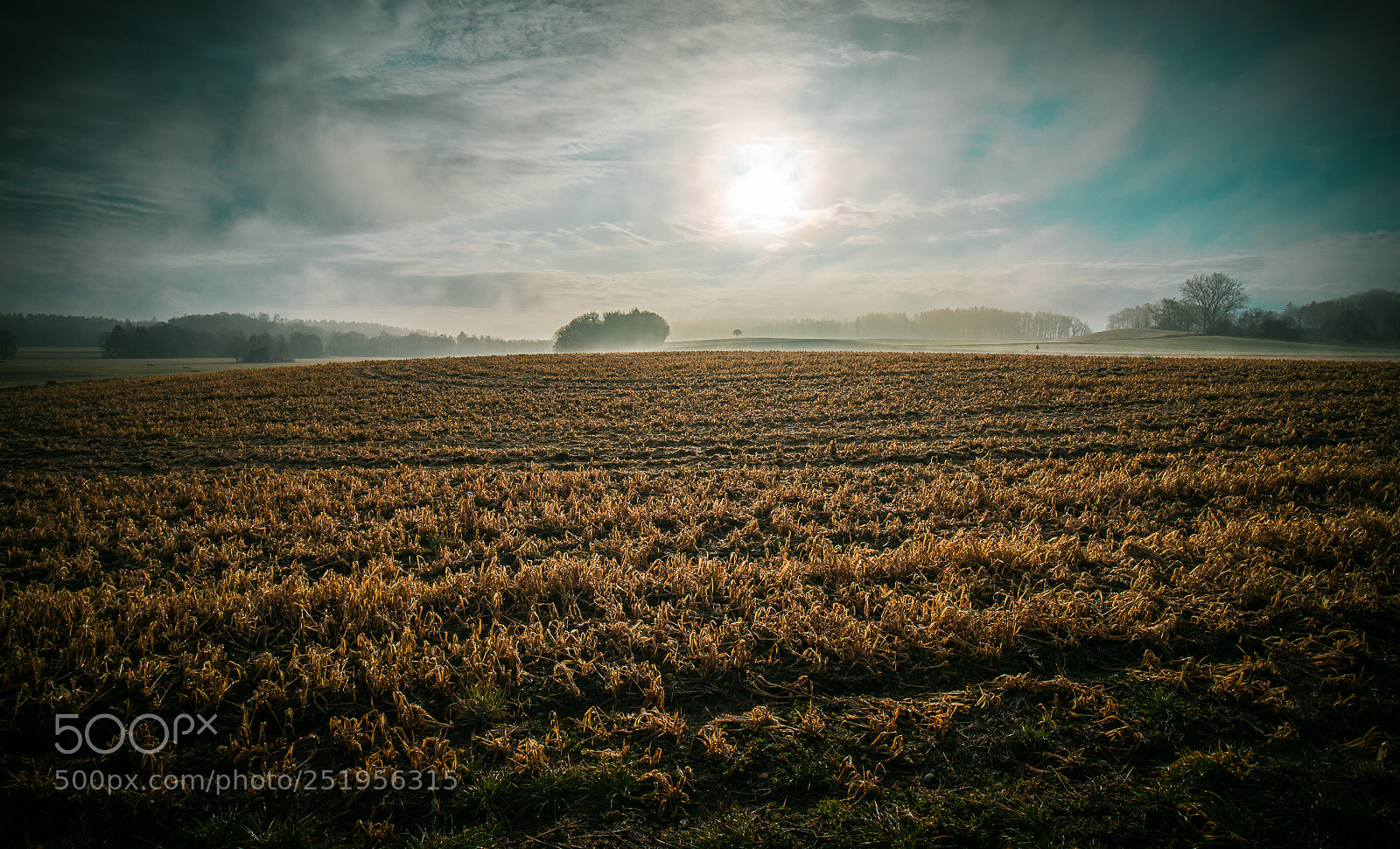 Canon EOS 5D Mark IV sample photo. Field of glory photography