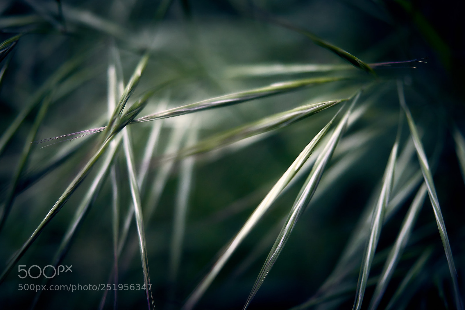 Sony ILCA-77M2 sample photo. Weeds photography