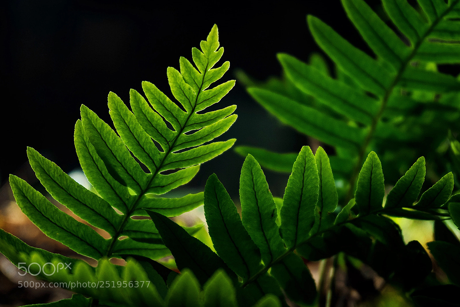 Sony a6000 sample photo. Chlorophyll. photography
