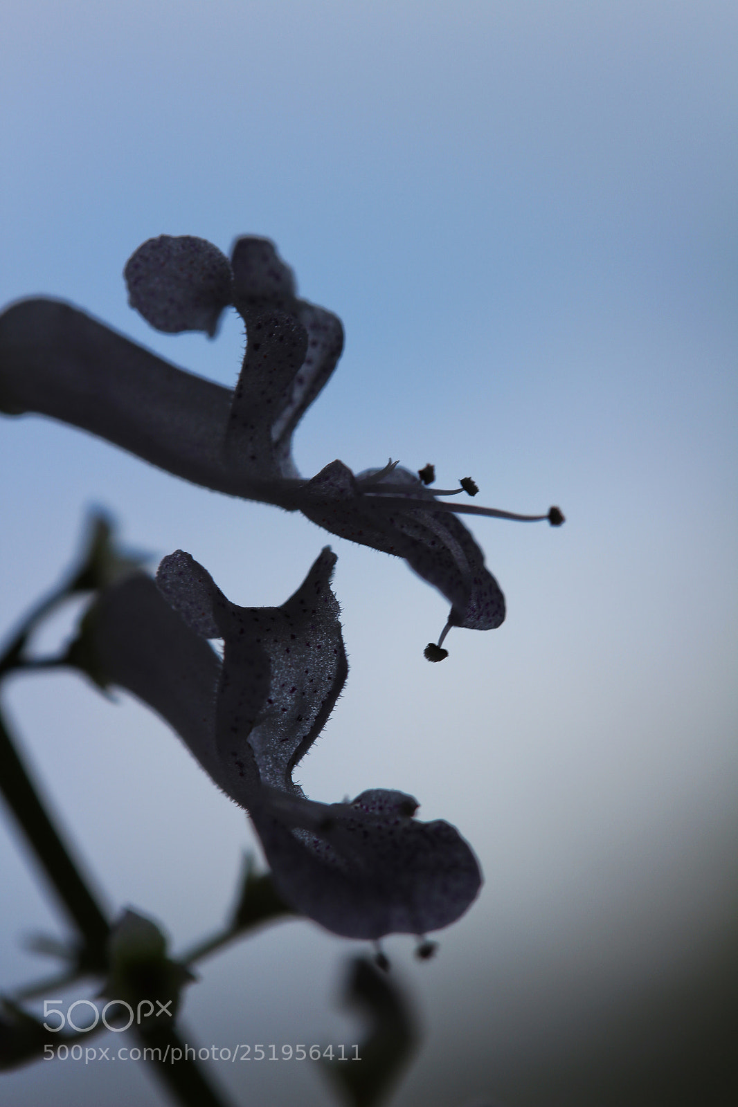 Canon EOS 700D (EOS Rebel T5i / EOS Kiss X7i) sample photo. Img photography
