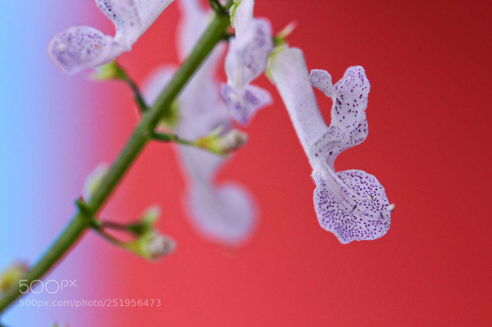 Canon EOS 700D (EOS Rebel T5i / EOS Kiss X7i) sample photo. Img photography