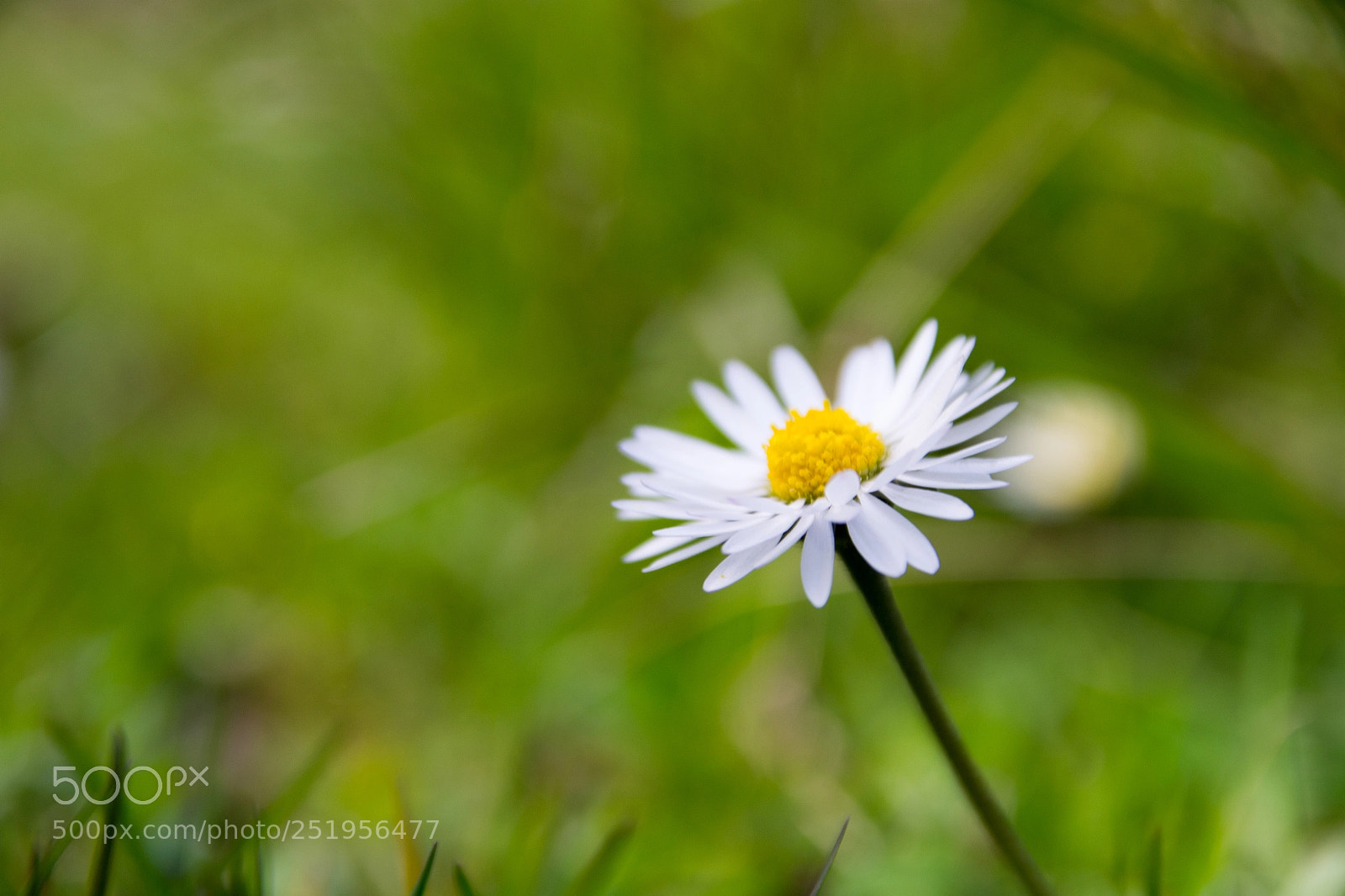 Nikon D3100 sample photo. Daisy photography