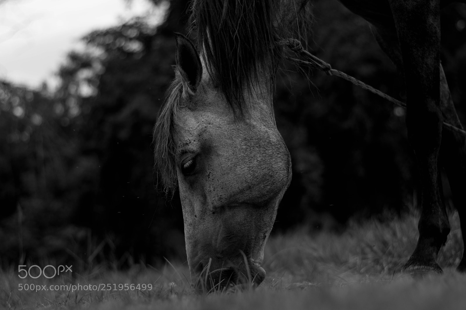 Nikon D7200 sample photo. Untitled photography