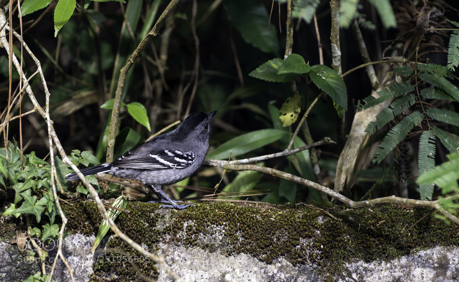 Nikon D610 sample photo. Variable antshrike photography