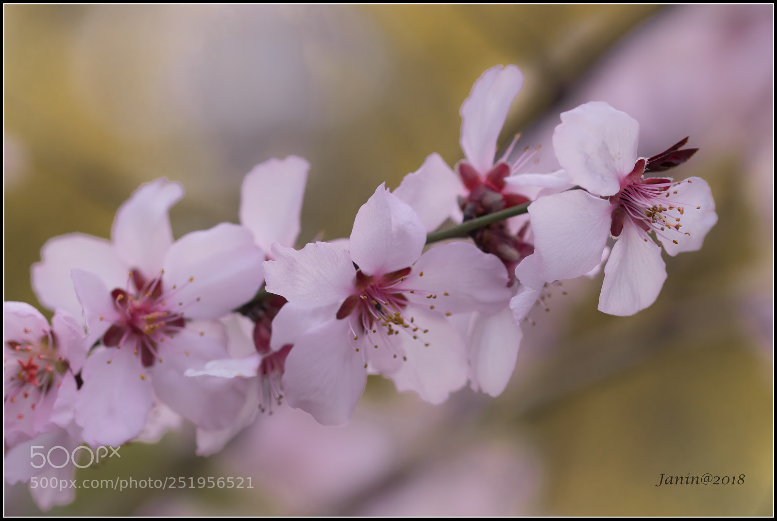 Canon EOS 77D (EOS 9000D / EOS 770D) sample photo. Pink flowers, yellow background photography