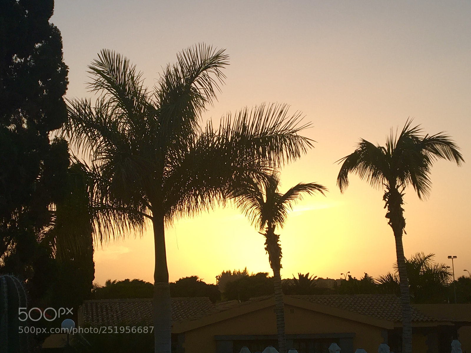 Apple iPhone 6s sample photo. Paradise palm tree photography