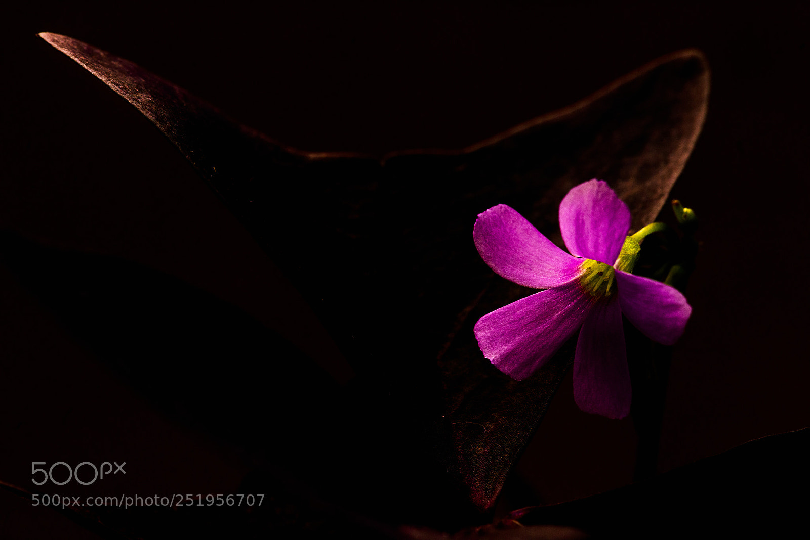 Nikon D810 sample photo. So simple photography