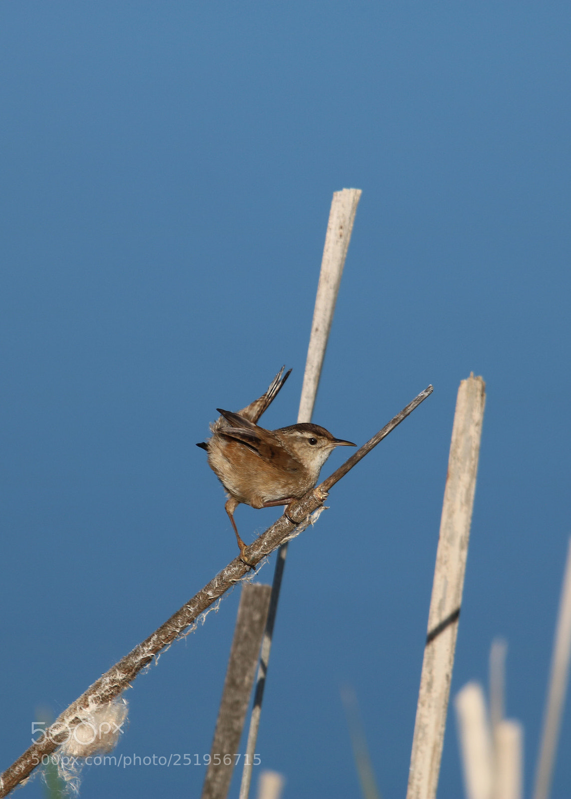 Canon EOS 750D (EOS Rebel T6i / EOS Kiss X8i) sample photo. Marsh wren photography