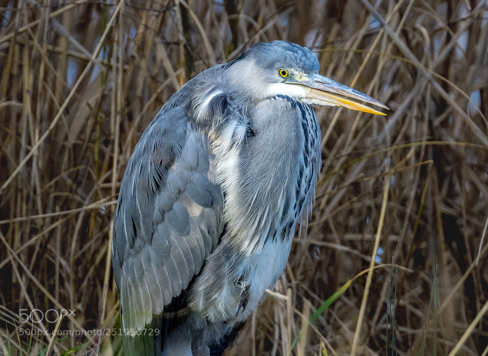 Nikon D500 sample photo. Grey (blue) heron photography