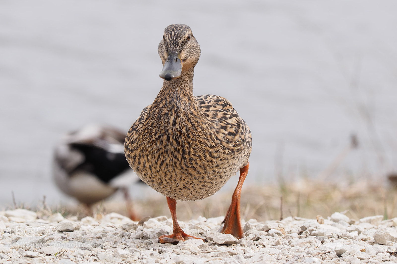 Olympus OM-D E-M1 sample photo. Mallard duck photography