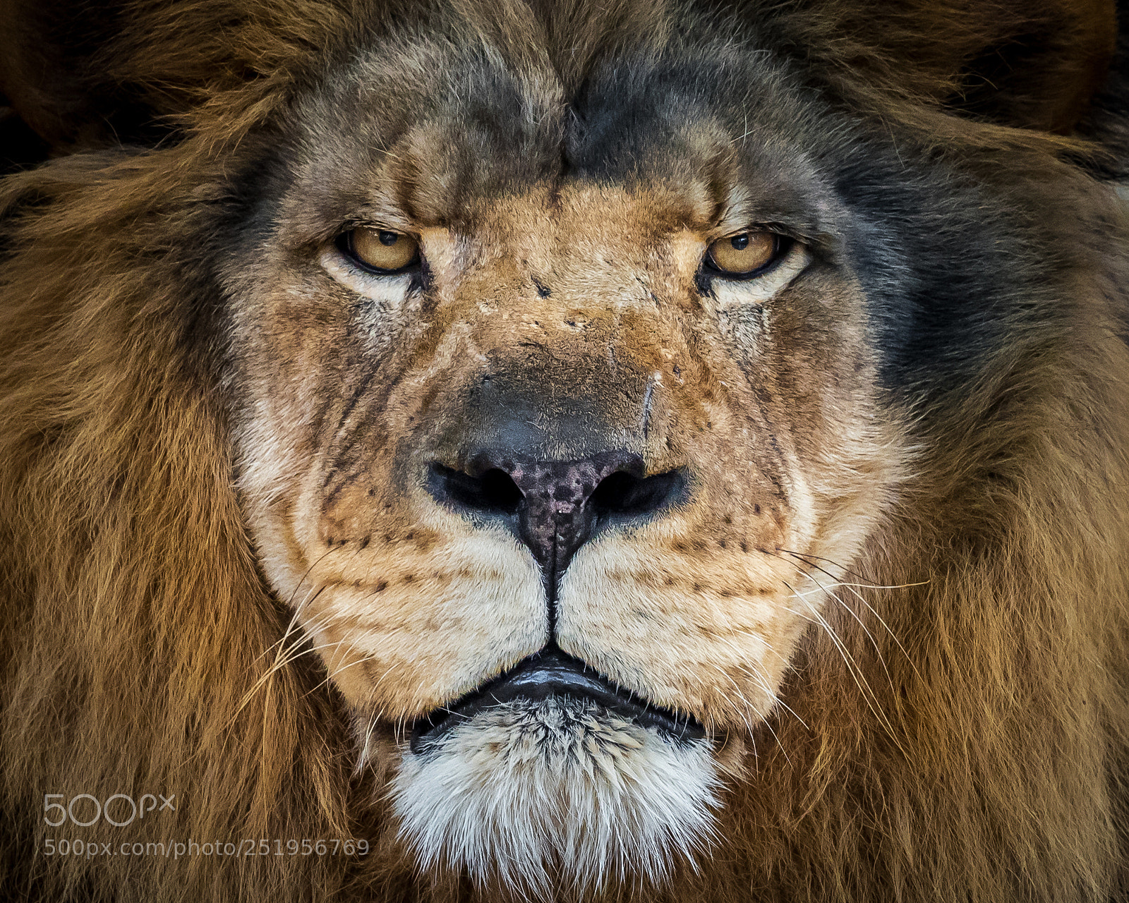 Nikon D810 sample photo. Lion 6475 photography