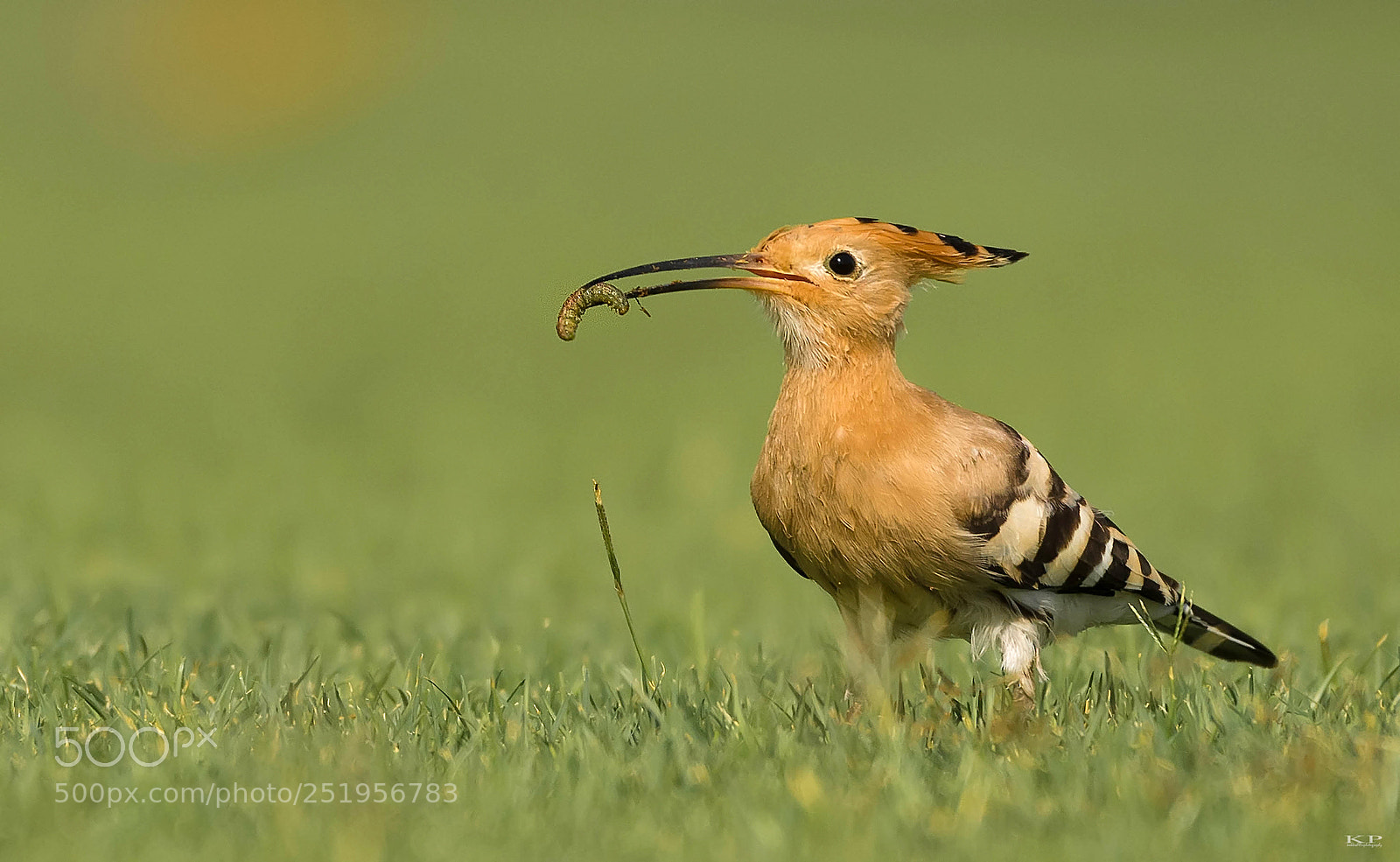 Nikon D7200 sample photo. Eurasian hoopoe photography