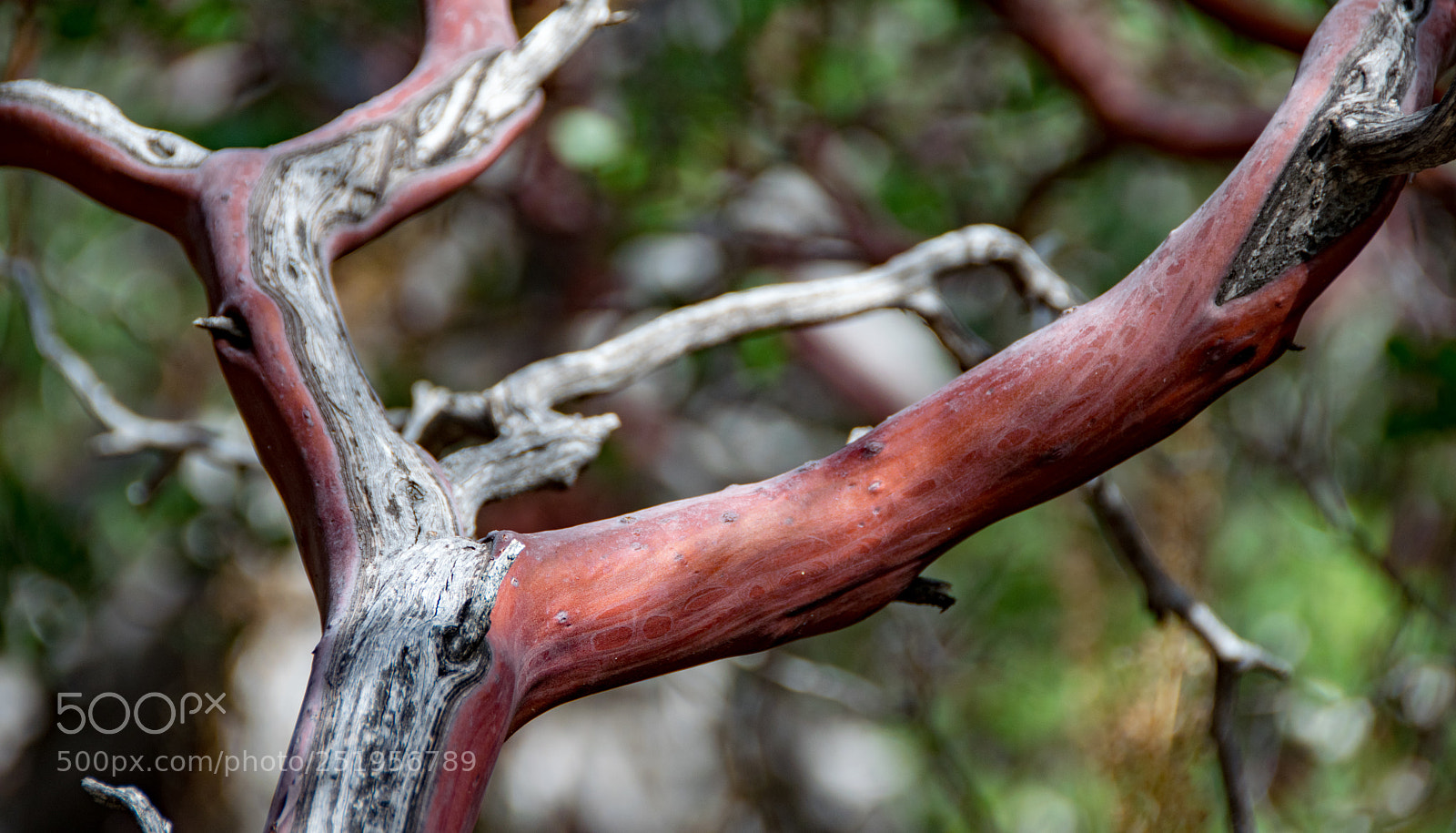 Nikon D5300 sample photo. Live growth photography