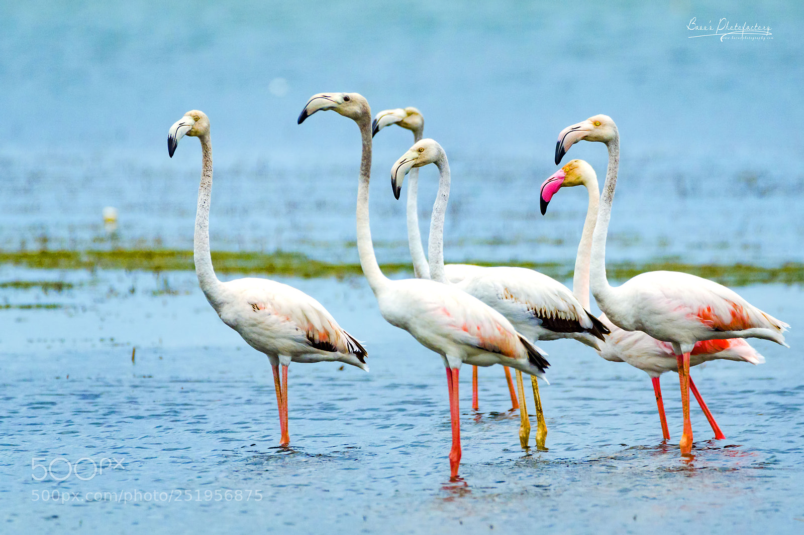Nikon D7000 sample photo. Greater flamingos photography