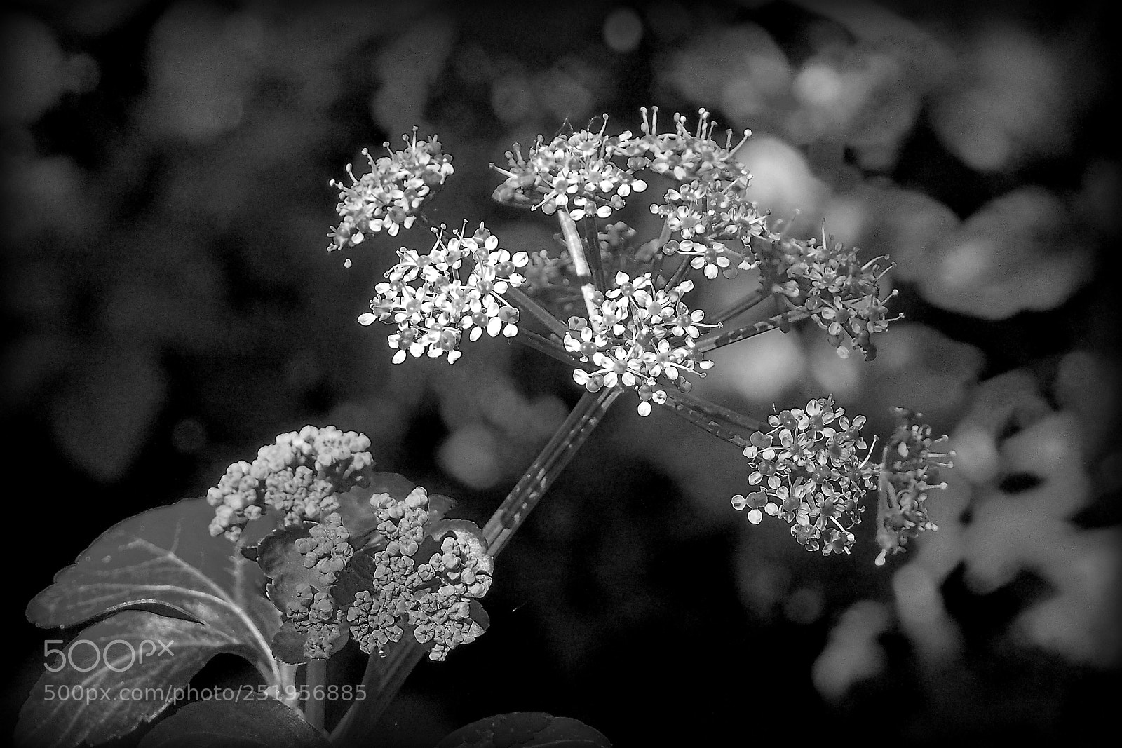 Olympus OM-D E-M5 sample photo. One tone fantasy photography