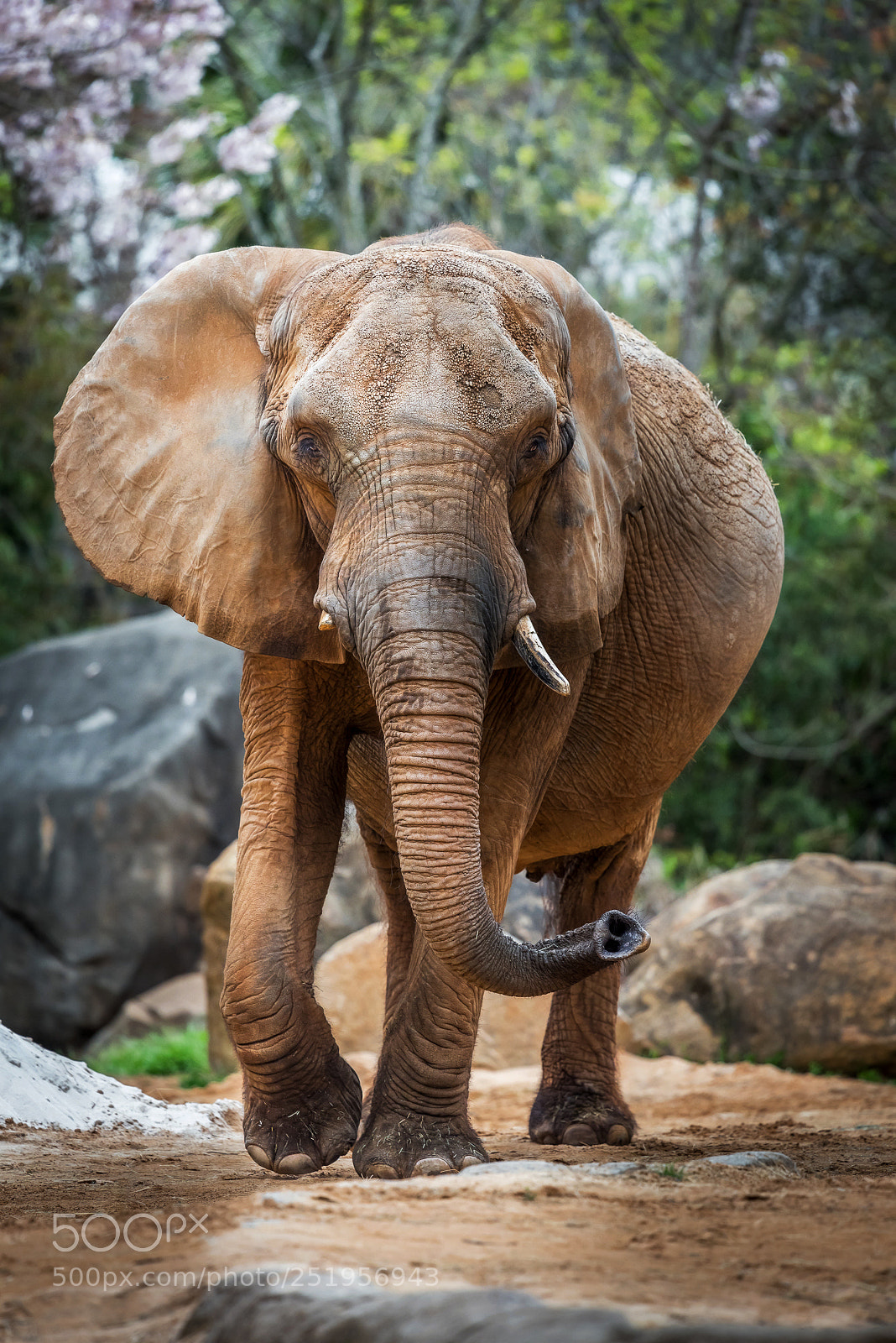 Nikon D810 sample photo. Elephant photography
