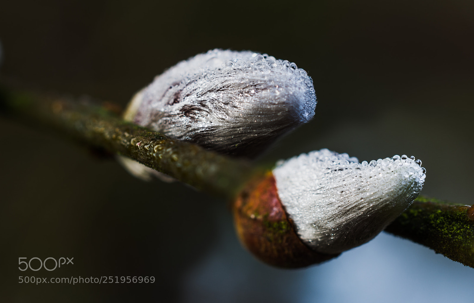 Nikon D7100 sample photo. Catkins photography