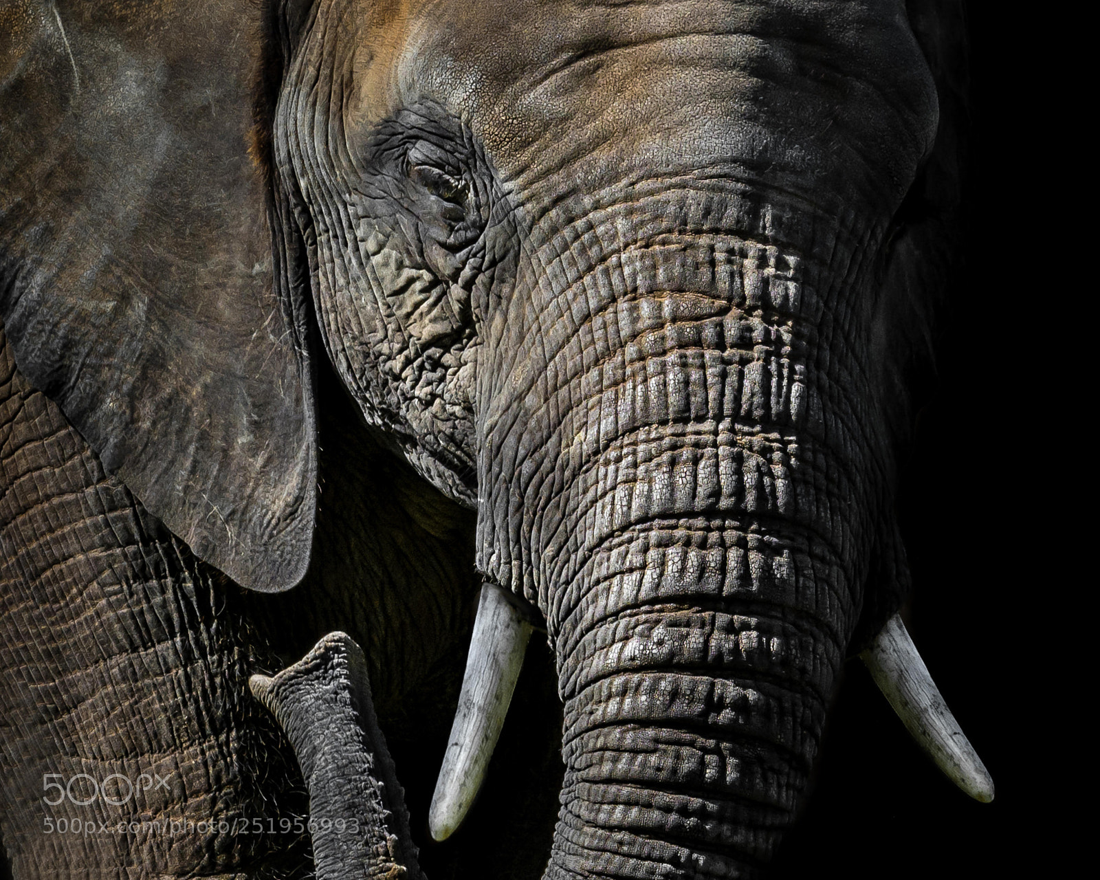 Nikon D7100 sample photo. Elephant photography