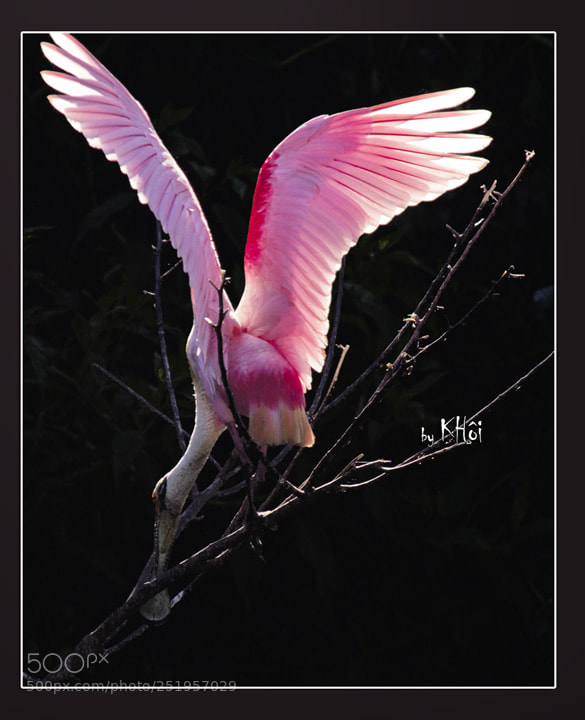 Canon EOS 550D (EOS Rebel T2i / EOS Kiss X4) sample photo. Bird photography