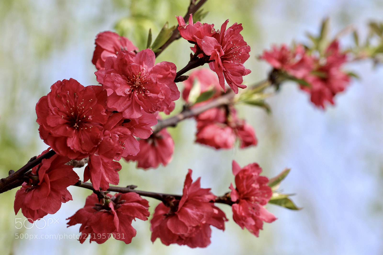 Canon EOS 5D Mark IV sample photo. 碧桃天上栽和露 不是凡花数 photography